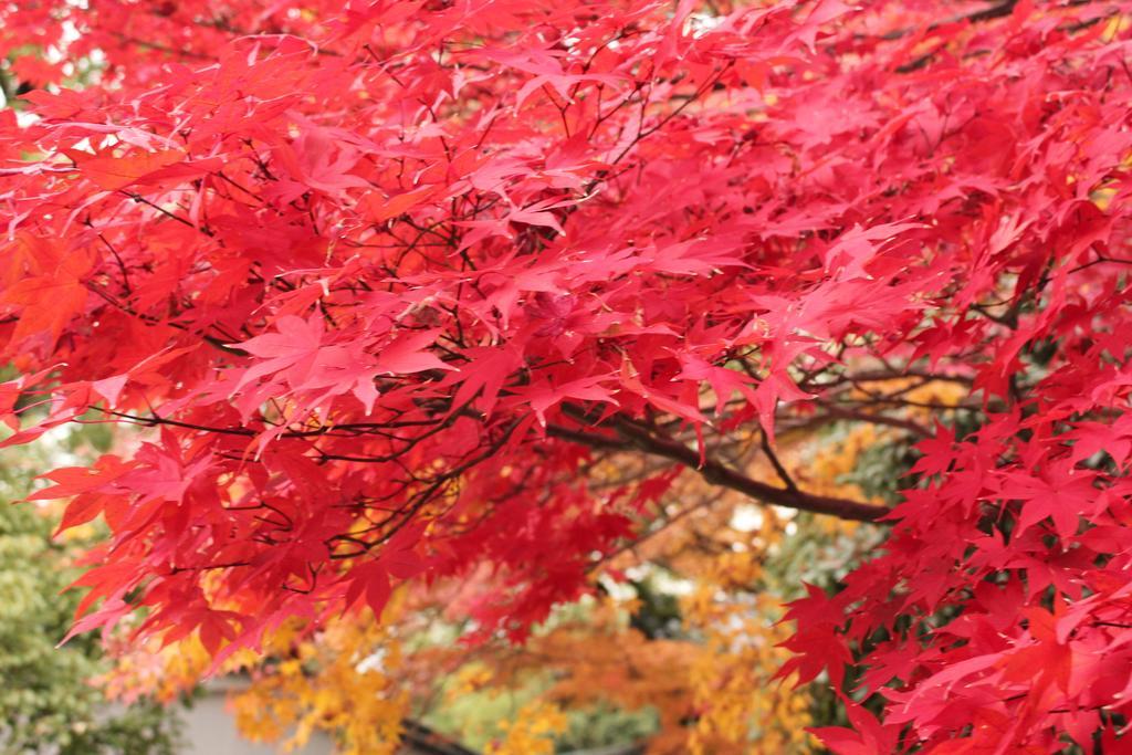 Hotel M'S Est Shijo Karasuma Kyoto Eksteriør bilde